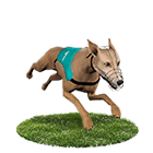 娛樂城APP娛樂城白金賽狗 娛樂城APP娛樂城白金賽狗